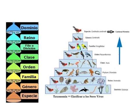 Nombres De Especies