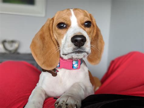 Apparently it's National Beagle Day : beagle