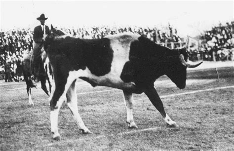 The Naming of Bevo | The UT History Corner