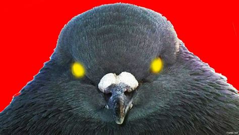 Красный голубь - фото и картинки: 62 штук