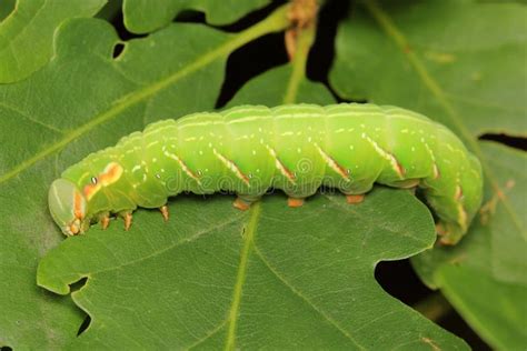 La Polilla La Gran Oruga Prominente Peridea Anceps Larvae Caterpillar