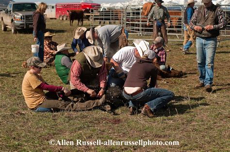 Cowgirl Wrestles Calf At Branding As It Is Castrated In Wilsall