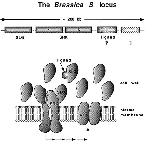 Evolution Of The Brassica Self Incompatibility Locus A Look Into S