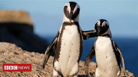 Briga entre abelhas e pinguins termina 63 mortos de espécie