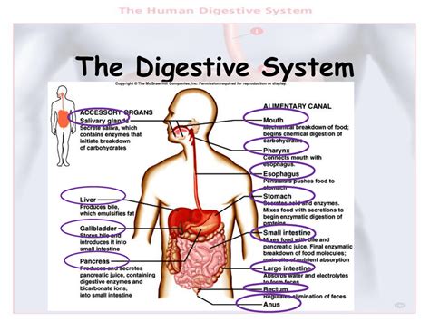 The Digestive System The Digestive System