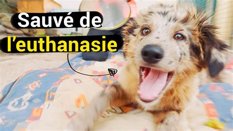 Refuge Bayonne Ils Donnent Une Seconde Chance Aux Animaux Youtube