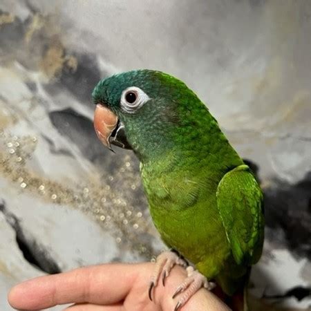 Blue Crown Conure #200441 for sale in Niles, IL