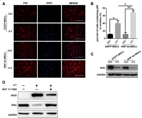 Hnf 4α Promoted The Immune Regulation Of Mscs Through Nf κb Signalling