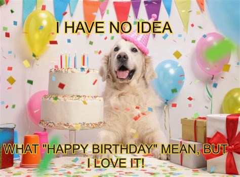 15 Best Happy Birthday Dog Memes For Your Enjoyment | ハッピーバースデー 犬, お誕生日 ...