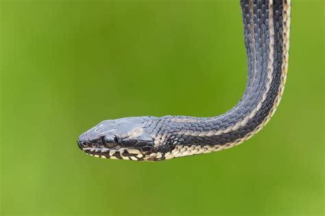 Gulf Salt Marsh Snake Nerodia Clarkii Ssp Clarkii