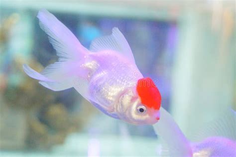 Les Poissons Rouges Nagent Dans Les Bassins D Un Aquarium Image Stock