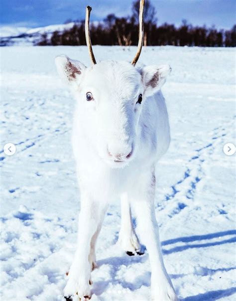 Unique and Rare Beauty: Photographer Captures Photos of Rare White Baby Reindeer - Women Daily ...