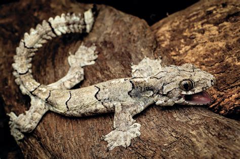 New Species of Gliding Gecko Discovered in India | Sci.News