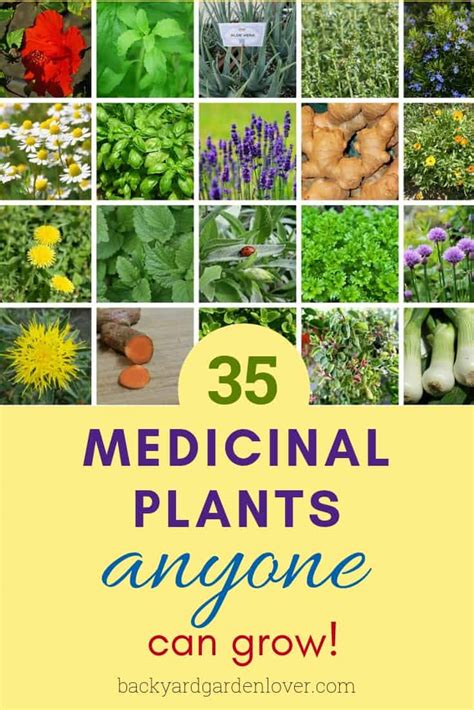 35 Easy To Grow Medicinal Plants To Make Your Own Herbal Remedies