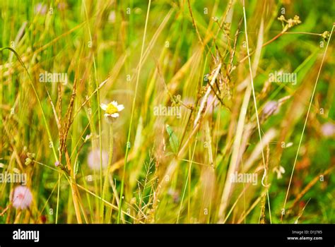 pasture grass     background stock photo alamy