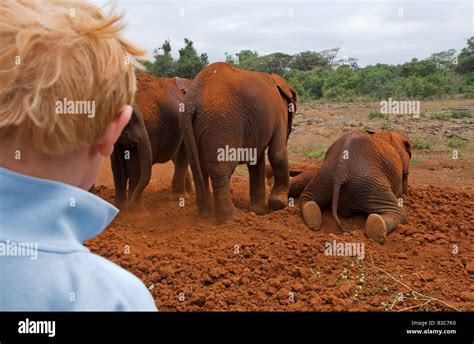 Kenya Nairobi David Sheldrick Wildlife Trust A Young Boy Watches The