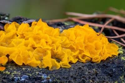 Yellow Fungus On Soil | Mold Or Fungus And Is It Harmful?