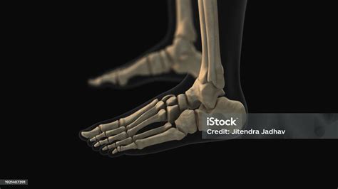 medical animation   talus bone pain stock photo  image