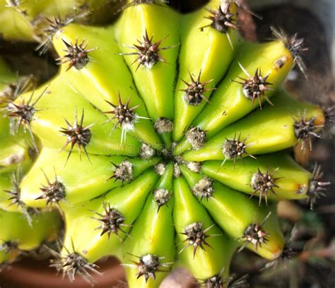 Little cactus plant stock image. Image of leaf, nature - 179204567