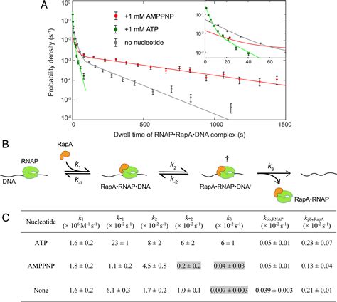 Recycling Of Bacterial RNA Polymerase By The Swi2 Snf2 ATPase RapA PNAS