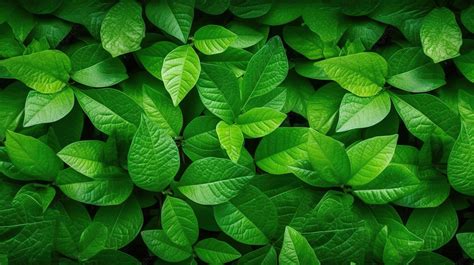 Natural Green Leaves Texture Perfect Background And Wallpaper Leaf