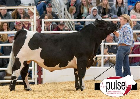 San Antonio Stock Show Maine Anjou Steers The Pulse