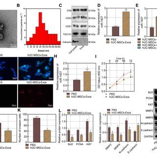 Effect Of HUC MSCs Carrying MiR 1827 On Proliferation Migration And