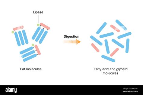 Diseño científico de la digestión de las moléculas de grasa Efecto de