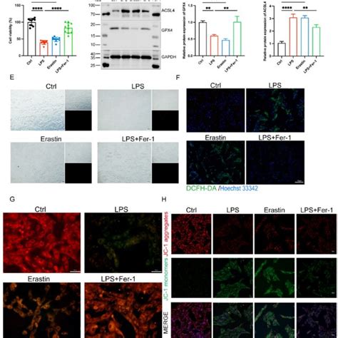 Inhibition Of Ferroptosis Alleviated Lps Induced Cardiomyocyte