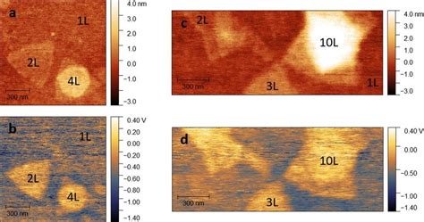 Figure S8 KPFM Measurements On Single Crystal MoS2 Tapping Mode AFM