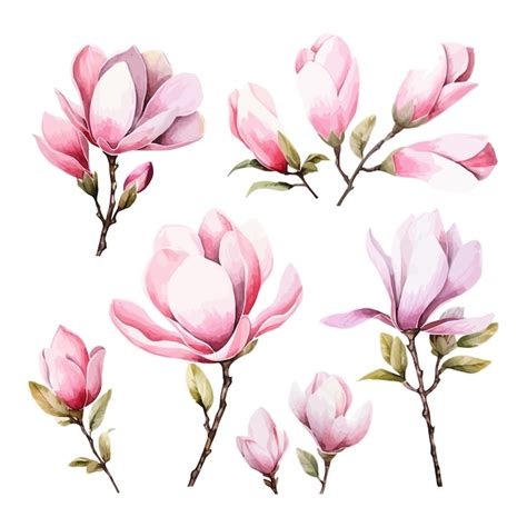 Premium Vector Set Of Watercolor Magnolia Flowers Clipart White