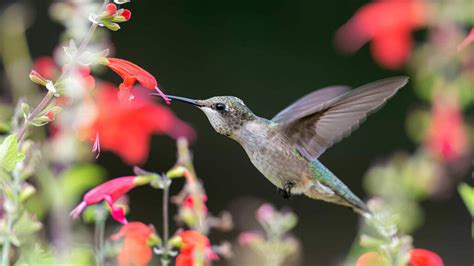 hummingbird    favorite pollinators    action