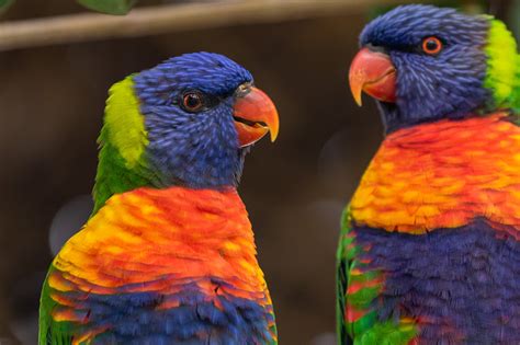 Australian Bird Families Australias Wonderful Birds