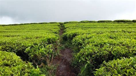 Dari Kebun Teh Ke Danau Di Ateh Alahan Panjang Sumatera Barat