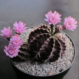 The Mad Professah Lectures Gymnocalycium Mihanovichii Friedrichii