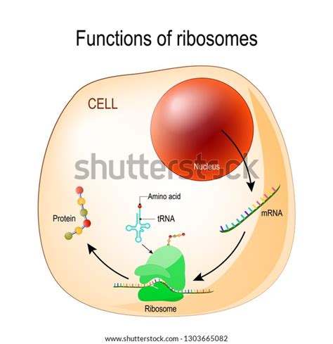 Function Ribosomes Cell Organelles Nucleus Mrna Stock Vector (Royalty ...