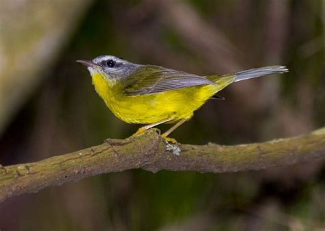 Foto Pula Pula Basileuterus Culicivorus Por Rodolfo Eller Viana