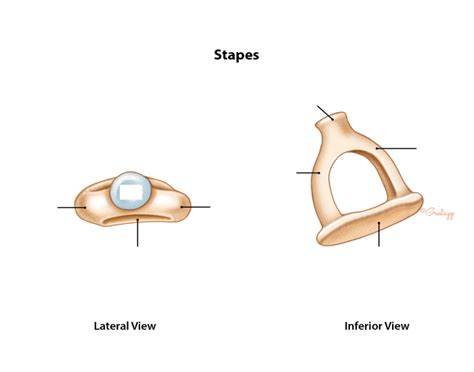 Stapes landmarks Quiz