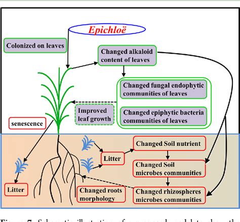 Figure From Role Of Epichlo Endophytes In Improving Host Grass