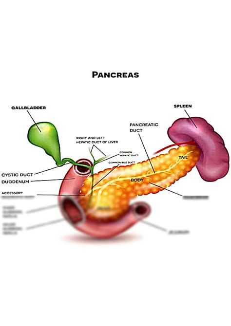 SOLUTION: Pancreas with diagram - Studypool