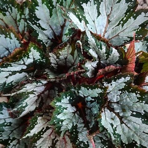 leaf begonia plants  thrive indoors koppe begonia