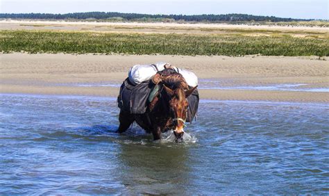 Randonnée à cheval dans la baie de Somme en Picardie Cheval d Aventure