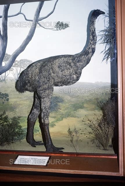 Photograph | Giant Moa from South Island, New Zeala | Science Source Images