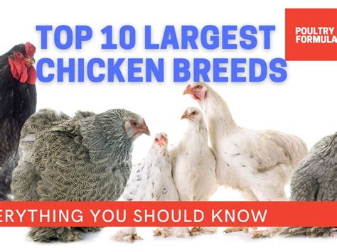 Biggest Chicken Breed