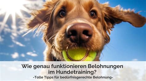 Geniale Ideen für Belohnungen im Hundetraining