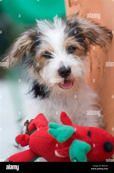 8 Week Old Jack Russell Puppy Cross With His Favorite Toy Looking At