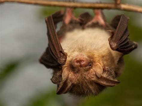 Fledermaus
