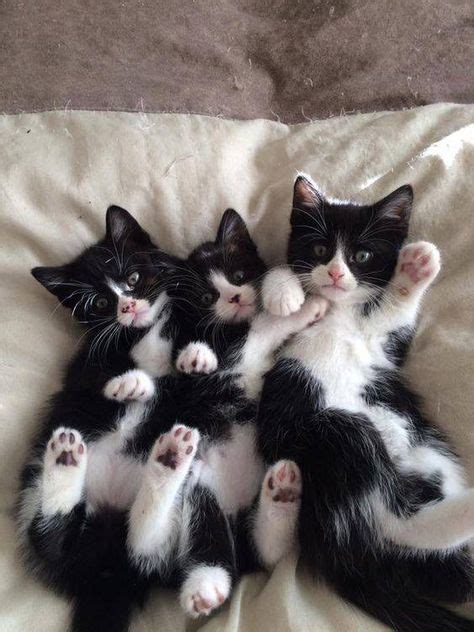 Beautiful Tuxedo Triplets Love Cute Cats Cute Cats And Kittens