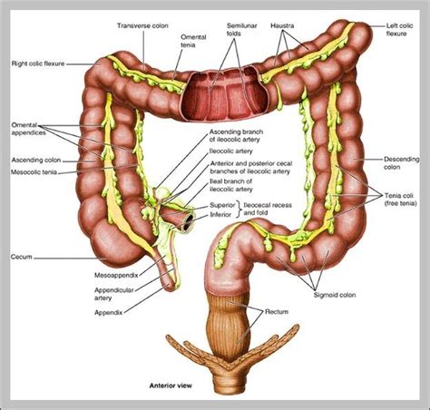 terminal ileum anatomy 2 | Anatomy System - Human Body Anatomy diagram ...