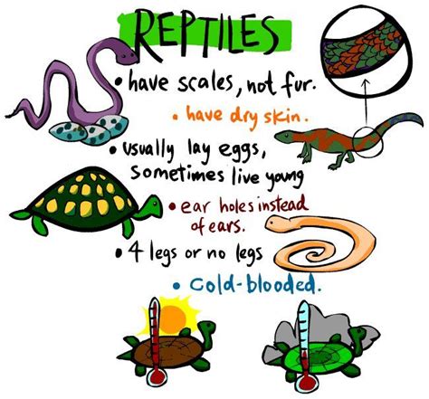 Kid's Corner - Reptile Page | Clasificación de animales, Actividades de letras, Reptiles